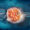 What to do and avoid after embryo transfer – expert IVF guidance for higher success rates