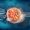 What to do and avoid after embryo transfer – expert IVF guidance for higher success rates
